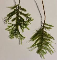 Attēlu rezultāti vaicājumam “Thamnobryum subserratum”