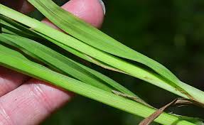 Attēlu rezultāti vaicājumam “Carex loliacea leaf”