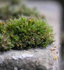 Attēlu rezultāti vaicājumam “Orthotrichum diaphanum sporophyte”