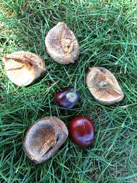 Attēlu rezultāti vaicājumam “Aesculus x hybrida fruit”