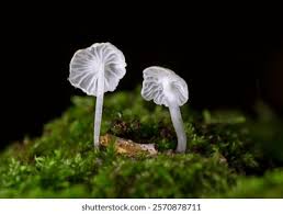 Attēlu rezultāti vaicājumam “Delicatula integrella”