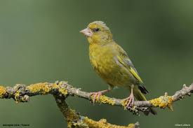 Attēlu rezultāti vaicājumam “Chloris chloris”