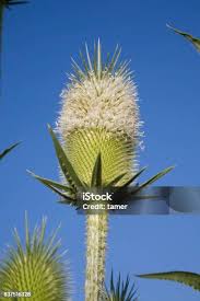 Image result for Dipsacus laciniatus