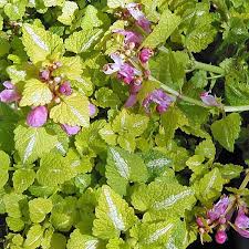 Attēlu rezultāti vaicājumam “Lamium maculatum leaf”
