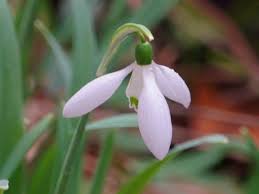 Attēlu rezultāti vaicājumam “Galanthus nivalis”