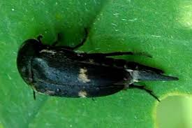 Attēlu rezultāti vaicājumam “Mordella sp.”