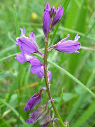 Attēlu rezultāti vaicājumam “Polygala vulgaris flower”