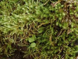 Attēlu rezultāti vaicājumam “Philonotis marchica sporophyte”