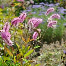 Attēlu rezultāti vaicājumam “Sanguisorba officinalis flower”