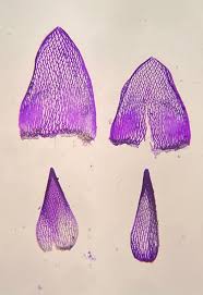 Attēlu rezultāti vaicājumam “Sphagnum warnstorfii”