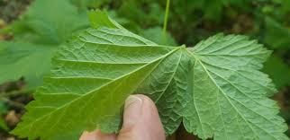 Attēlu rezultāti vaicājumam “Ribes nigrum leaf”