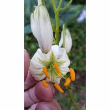 Image result for Lilium martagon Alba