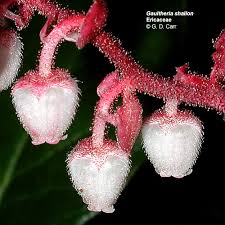 Attēlu rezultāti vaicājumam “Ericaceae”