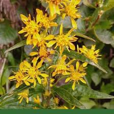 Image result for Solidago virgaurea