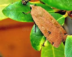 Attēlu rezultāti vaicājumam “Lacanobia oleracea”