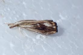 Attēlu rezultāti vaicājumam “Catoptria verellus”