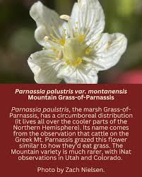 Attēlu rezultāti vaicājumam “Parnassia palustris fruit”