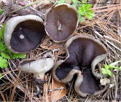 Attēlu rezultāti vaicājumam “Disciotis venosa”