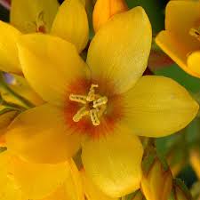 Attēlu rezultāti vaicājumam “Lysimachia vulgaris”