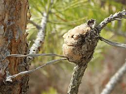 Attēlu rezultāti vaicājumam “Retinia resinella”