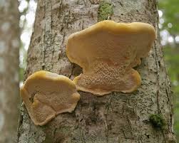 Attēlu rezultāti vaicājumam “Antrodiella serpula”