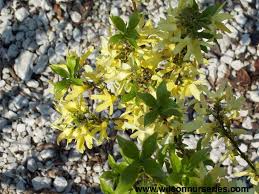 Attēlu rezultāti vaicājumam “Forsythia viridissima flower”