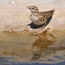 Image result for Calandrella brachydactyla