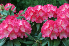 Attēlu rezultāti vaicājumam “rhododendron”