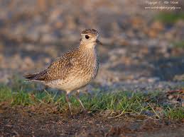 Attēlu rezultāti vaicājumam “Pluvialis apricaria”