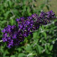 Image result for Buddleja davidii
