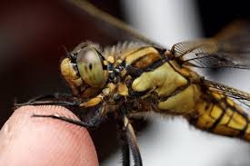 Attēlu rezultāti vaicājumam “Orthetrum cancellatum”