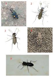 Attēlu rezultāti vaicājumam “Cicindela sylvatica imago”