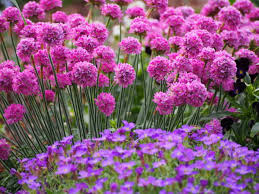 Image result for Aubrieta hybrida (cultorum)