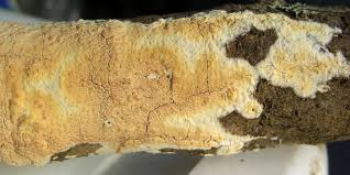 Attēlu rezultāti vaicājumam “Coniophora puteana”