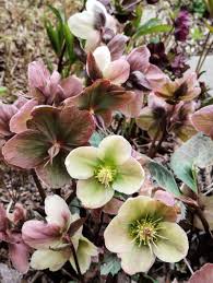 Image result for Nieswurz