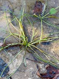 Attēlu rezultāti vaicājumam “Isoetaceae”