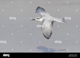 Attēlu rezultāti vaicājumam “Chlidonias hybrida adult”