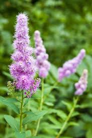 Attēlu rezultāti vaicājumam “Spiraea salicifolia flower”