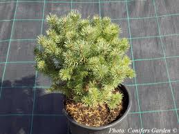 Attēlu rezultāti vaicājumam “Pinus sylvestris var. turfosa”