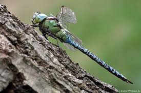 Attēlu rezultāti vaicājumam “Aeshna viridis”