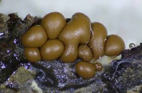 Attēlu rezultāti vaicājumam “Clastoderma debaryanum spores”