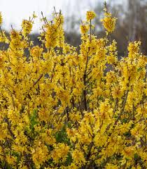 Attēlu rezultāti vaicājumam “Forsythia”