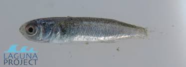 Image result for Chelon ramada