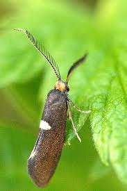 Attēlu rezultāti vaicājumam “Incurvariidae”