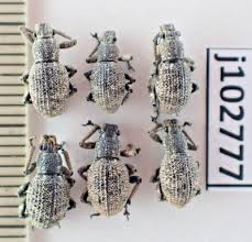 Attēlu rezultāti vaicājumam “Curculionidae”