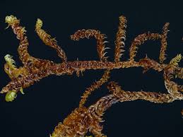 Attēlu rezultāti vaicājumam “Scorpidium cossonii”