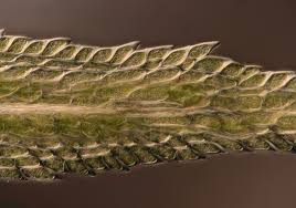 Attēlu rezultāti vaicājumam “Amblystegium serpens macro”