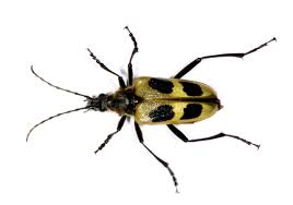 Attēlu rezultāti vaicājumam “Pachyta quadrimaculata”