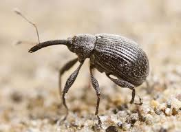 Attēlu rezultāti vaicājumam “Anthonomus phyllocola”