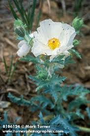 Attēlu rezultāti vaicājumam “Papaver argemone flower”